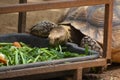 Close up Asian giant and Sulcata tortoise Grab the grass and fruit in the zoo Royalty Free Stock Photo