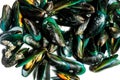 Close up Asian Green mussels shell background