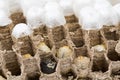 Close up of asian hornets nest inside honeycombed with larva larvae alive and dead macro studio