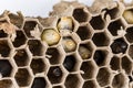 Close up of asian hornets nest inside honeycombed with larva larvae alive and dead macro studio