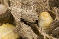 Close up of asian hornets nest inside honeycombed with larva larvae alive and dead macro studio