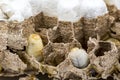 Close up of asian hornets nest inside honeycombed with larva larvae alive and dead macro studio