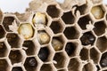 Close up of asian hornets nest inside honeycombed with larva larvae alive and dead macro studio