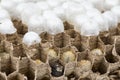 Close up of asian hornets nest inside honeycombed with larva larvae alive and dead macro studio