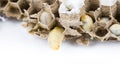 Close up of asian hornets nest inside honeycombed with larva larvae alive and dead macro studio on white background Royalty Free Stock Photo
