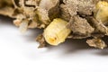 Close up of asian hornets nest inside honeycombed with larva larvae alive and dead macro studio on white background Royalty Free Stock Photo