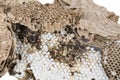 Close up of asian hornets nest inside honeycombed with larva larvae alive and dead macro studio on white background Royalty Free Stock Photo