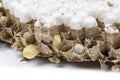 Close up of asian hornets nest inside honeycombed with larva larvae alive and dead macro studio on white background Royalty Free Stock Photo