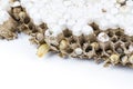 Close up of asian hornets nest inside honeycombed with larva larvae alive and dead macro studio on white background Royalty Free Stock Photo