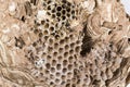 Close up of asian hornets nest inside honeycombed with larva larvae macro studio Royalty Free Stock Photo