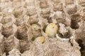 Close up of asian hornets nest inside honeycombed with larva larvae macro studio