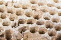 Close up of asian hornets nest inside honeycombed macro studio