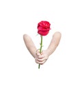 Asian little child girl hand giving colorful red rose single flower with love isolated on white background ,clipping path Royalty Free Stock Photo