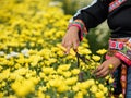 Close up Asian local native woman or Hmong cutting collect yellow chrysanthemum