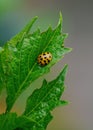 Close-up of an Asian Multicolored Lady beetle resting on a Dahlia leaf