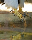 Steller`s Sea Eagle Talons