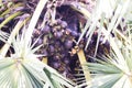 Close-up of Asian Palmyra palm, Bunch of black fruit on tree with green leaves.