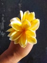 Close up asian people hand holding fresh yellow plumeria flower