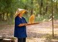 Close up Asian senior woman with traditional clothes stand and winnow rice using basketry