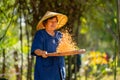 Close up Asian senior woman with traditional clothes stand and winnow rice using basketry