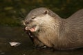 Close-up of Asian short-clawed otter biting fish