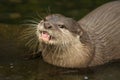 Close-up of Asian short-clawed otter looking up