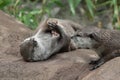 Asian Short Clawed Otter playing