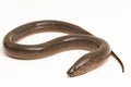 Asian swamp eel (Monopterus albus) isolated on white background