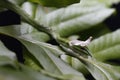 Close Up of Asian Vine Snake Ahaetulla prasina Shedding Royalty Free Stock Photo