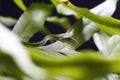 Close Up of Asian Vine Snake Ahaetulla prasina Shedding Royalty Free Stock Photo