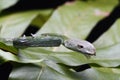 Close Up of Asian Vine Snake Ahaetulla prasina Shedding Royalty Free Stock Photo