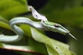 Close Up of Asian Vine Snake Ahaetulla prasina Shedding Royalty Free Stock Photo