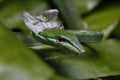 Close Up of Asian Vine Snake Ahaetulla prasina Shedding Royalty Free Stock Photo