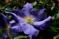 Close-up of an Asian virginsbower growing against lush green foliage Royalty Free Stock Photo