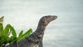 Close up Asian Water monitor lizard head and shoulders on rocky shore with blurred sea background at Pontian, Malaysia. Looking ca Royalty Free Stock Photo