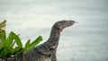 Close up Asian Water monitor lizard head with tongue and shoulders on rocky shore with blurred sea background at Pontian, Malaysia Royalty Free Stock Photo