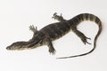 Asian Water Monitor lizard Varanus salvator isolated on a white background Royalty Free Stock Photo