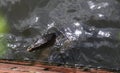 Close up of asian water Monitor lizard Varanus salvator swimming in Bangkok river showing splitted tongue, Thailand