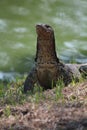 Close Up of Asian Water Monitor from ThailandÃÂ´s Lumpini Park