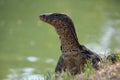 Close Up of Asian Water Monitor from ThailandÃÂ´s Lumpini Park