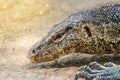 Close up the Asian water monitor (Varanus salvator), also called common water monitor, is a large varanid lizard native to South Royalty Free Stock Photo