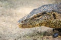 Close up the Asian water monitor (Varanus salvator), also called common water monitor, is a large varanid lizard native to South Royalty Free Stock Photo