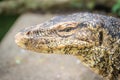 Close up the Asian water monitor (Varanus salvator), also called common water monitor, is a large varanid lizard native to South Royalty Free Stock Photo