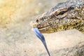 Close up the Asian water monitor (Varanus salvator), also called common water monitor, is a large varanid lizard native to South Royalty Free Stock Photo