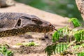 Close up the Asian water monitor (Varanus salvator), also called common water monitor, is a large varanid lizard native to South Royalty Free Stock Photo