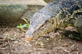 Close up the Asian water monitor (Varanus salvator), also called common water monitor, is a large varanid lizard native to South Royalty Free Stock Photo