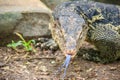 Close up the Asian water monitor (Varanus salvator), also called common water monitor, is a large varanid lizard native to South Royalty Free Stock Photo