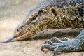 Close up the Asian water monitor (Varanus salvator), also called common water monitor, is a large varanid lizard native to South Royalty Free Stock Photo