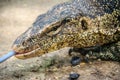 Close up the Asian water monitor (Varanus salvator), also called common water monitor, is a large varanid lizard native to South Royalty Free Stock Photo