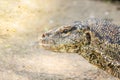 Close up the Asian water monitor (Varanus salvator), also called common water monitor, is a large varanid lizard native to South Royalty Free Stock Photo